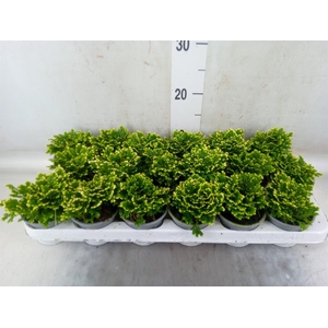 Selaginella martensii 'Jori'