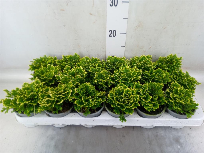 <h4>Selaginella martensii 'Jori'</h4>