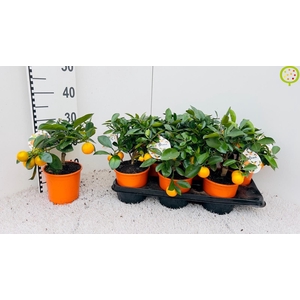 CITR MICROCARPA