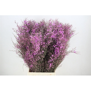 Ginster 400gr Lilac P Bunch