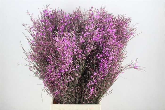 <h4>Ginster 400gr Lilac P Bunch</h4>