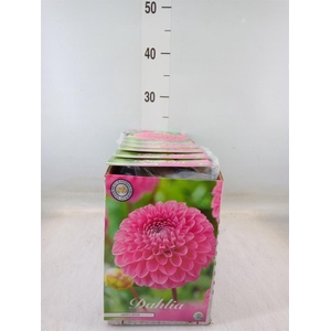 Dahlia   ...flowerbulbs