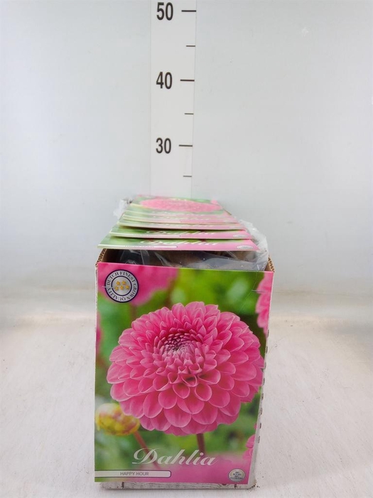 <h4>Dahlia   ...flowerbulbs</h4>