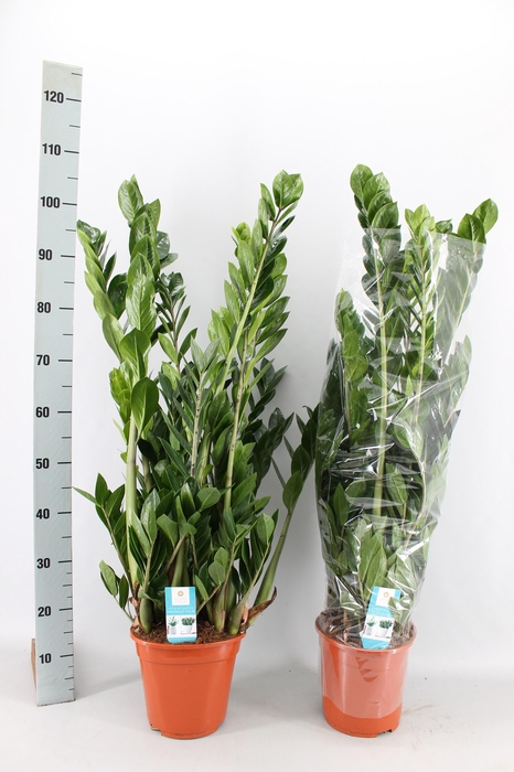 <h4>ZAMIO ZAMIIFOLIA</h4>