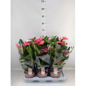 Anthurium andr. 'Melito'