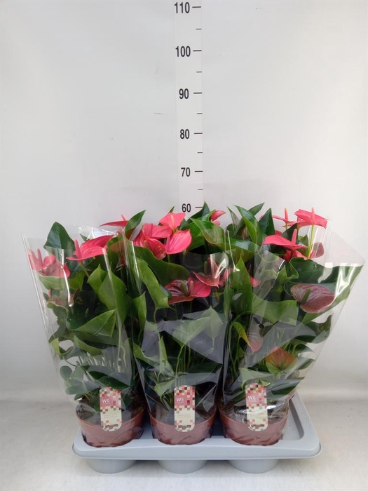 <h4>Anthurium andr. 'Melito'</h4>