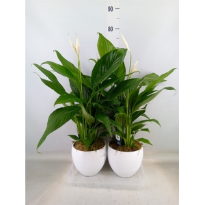 Spathiphyllum  'Bingo Cupido'