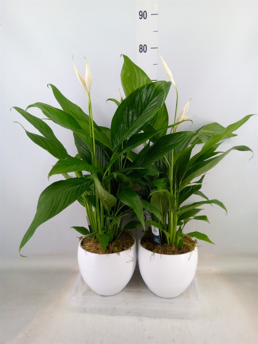 <h4>Spathiphyllum  'Bingo Cupido'</h4>