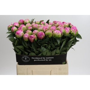 Paeonia Jacorma