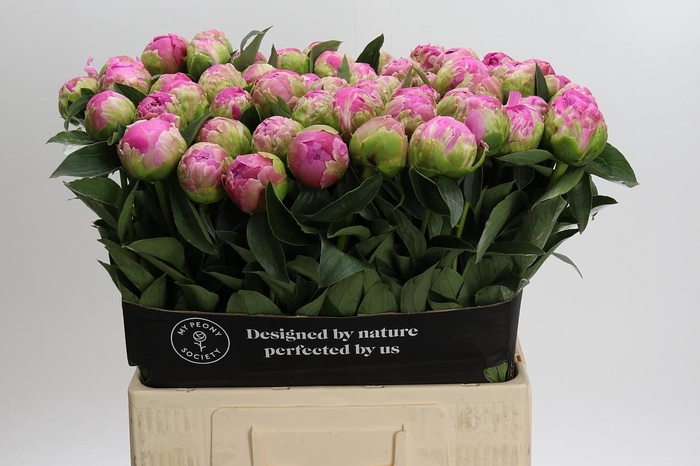 <h4>Paeonia Jacorma</h4>