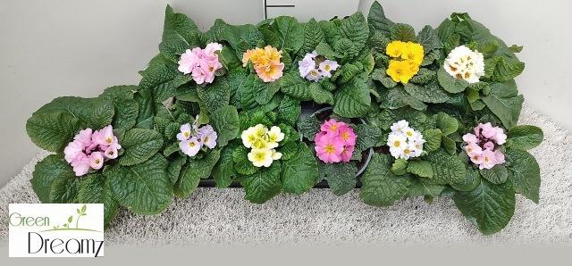 <h4>PRIM AC GEM</h4>