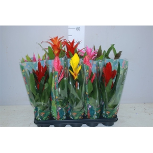 Bromelia Gemengd