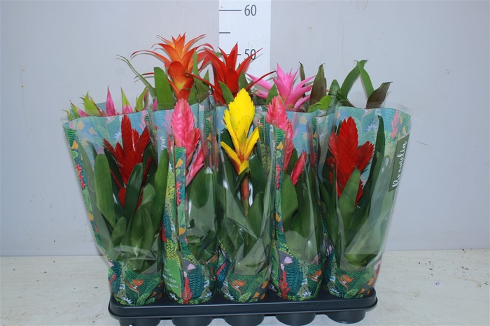 <h4>Bromelia Gemengd</h4>