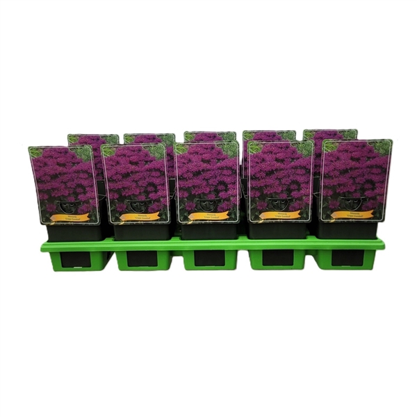 <h4>Monarda 'Grape Gumball' P11</h4>