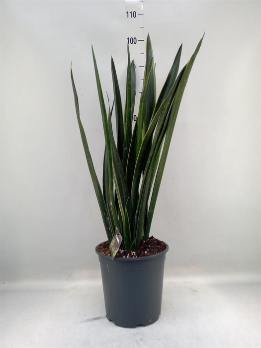 <h4>Sansevieria   ...</h4>