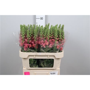 Antir Avignon Rose