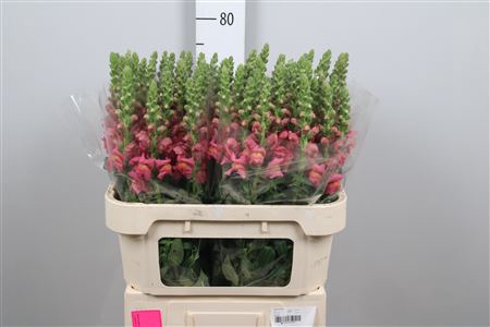 <h4>Antir Avignon Rose</h4>