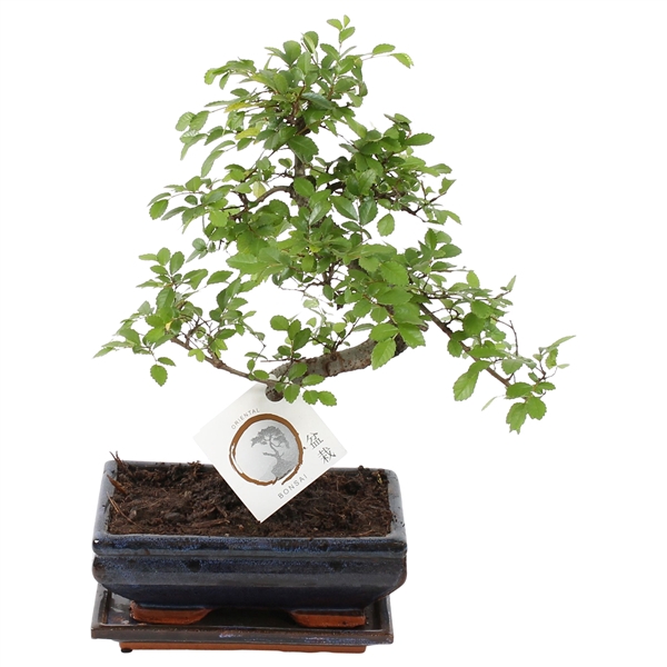 <h4>Bonsai 'Zelkova' in ø20cm Ceramic S-Shape with Saucer</h4>