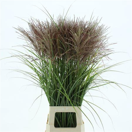 <h4>Misc Si Fern Osten R</h4>