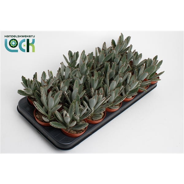 <h4>Kalanchoë Tomentosa</h4>