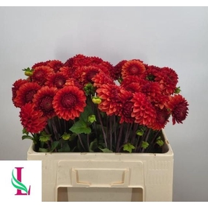 Dahlia Brown Sugar Linden