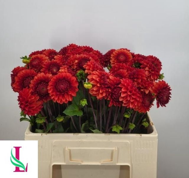 <h4>Dahlia Brown Sugar Linden</h4>