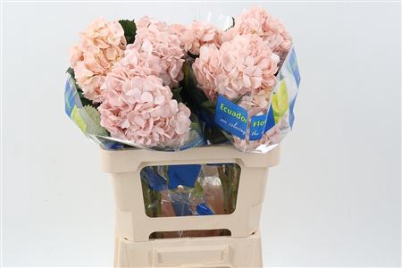 <h4>Hydr M Blush Pink Select</h4>
