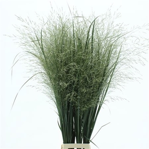 Panicum Northwind Extra