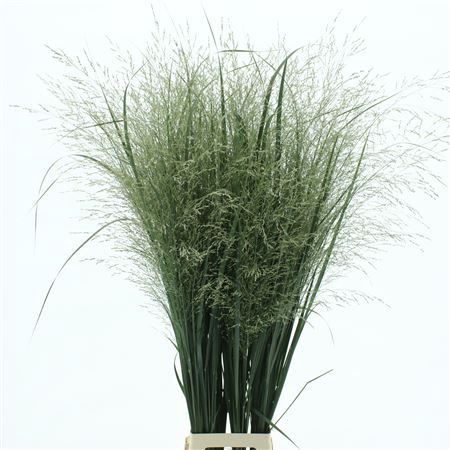 <h4>Panicum Northwind Extra</h4>