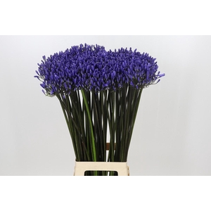Agapanthus Dr Brouwer