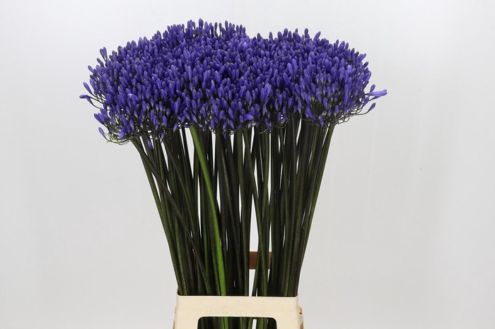 <h4>Agapanthus Dr Brouwer</h4>