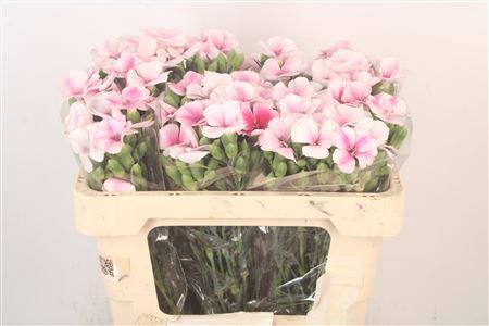 <h4>Di Symply Blushfly</h4>