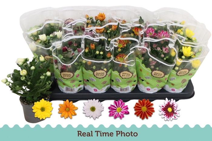 <h4>CHRYS GEM 6 KL</h4>