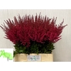 Astilbe Paul Gaarder