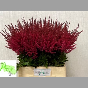 Astilbe Ar Paul Gaarder