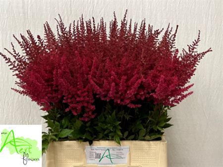<h4>Astilbe Ar Paul Gaarder</h4>
