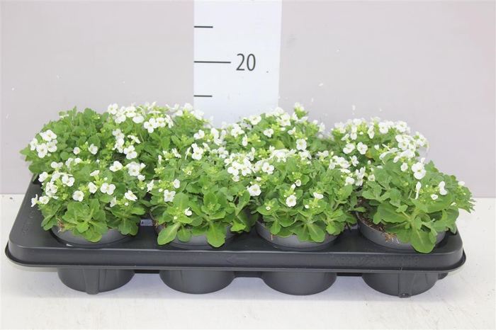 <h4>Arabis Caucasica</h4>