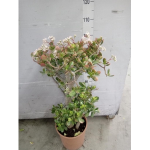 Crassula ovata 'Sunset'