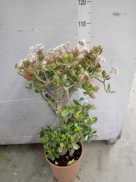 <h4>Crassula ovata 'Sunset'</h4>