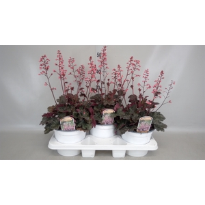 Heuchera  'Paris'