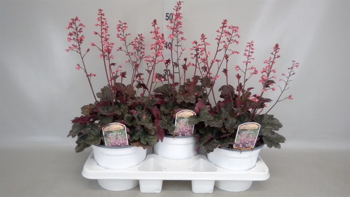 <h4>Heuchera  'Paris'</h4>