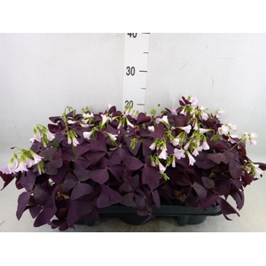 Oxalis trian. 'Mijke'