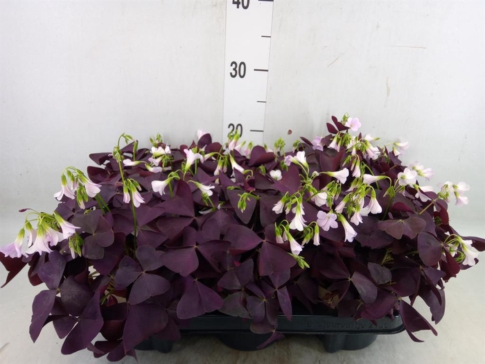 <h4>Oxalis trian. 'Mijke'</h4>
