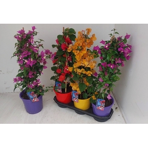 BOUGAINV DANIA