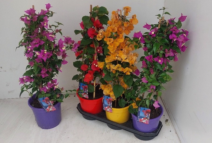 <h4>BOUGAINV DANIA</h4>