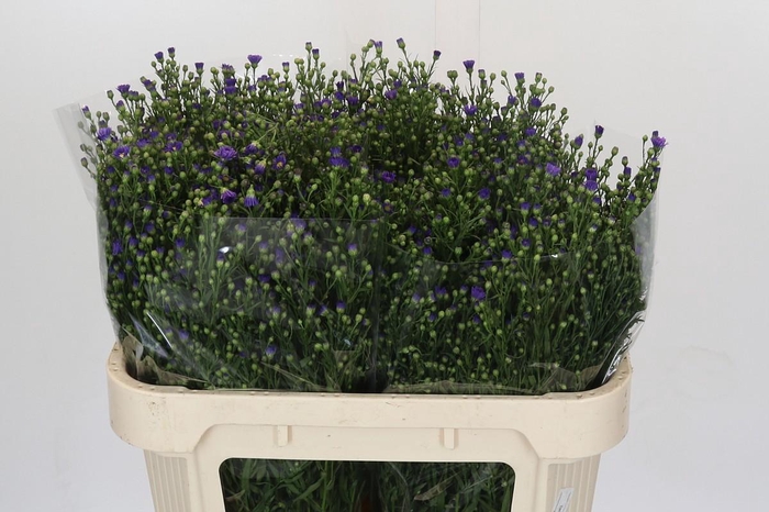 <h4>Aster Casamare</h4>