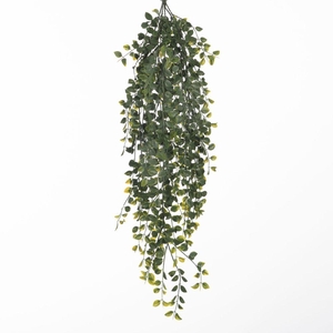 AF Hang Bush Ficus x5 L79cm Gr