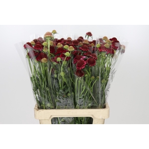 Scabiosa Scoop Hot Pink