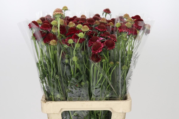 <h4>Scabiosa Scoop Hot Pink</h4>
