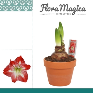 Amaryllis Exotic Striped 2 Knop Terracotta Steen OP